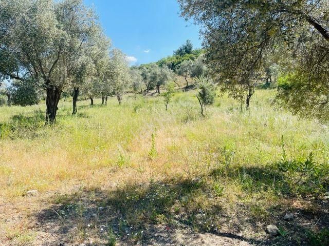 012-bakımlı Yağ Verimi Yüksek Zeytinlik - Görsel 18