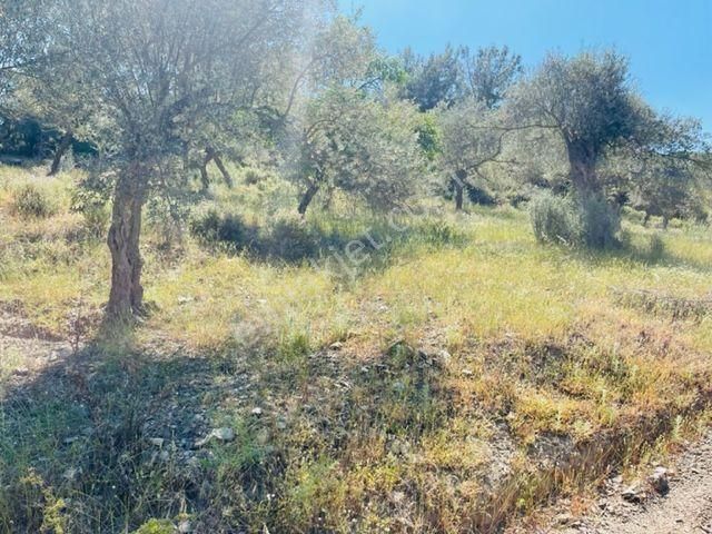 012-bakımlı Yağ Verimi Yüksek Zeytinlik - Görsel 16