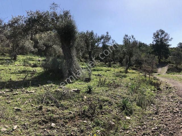 012-bakımlı Yağ Verimi Yüksek Zeytinlik - Görsel 3