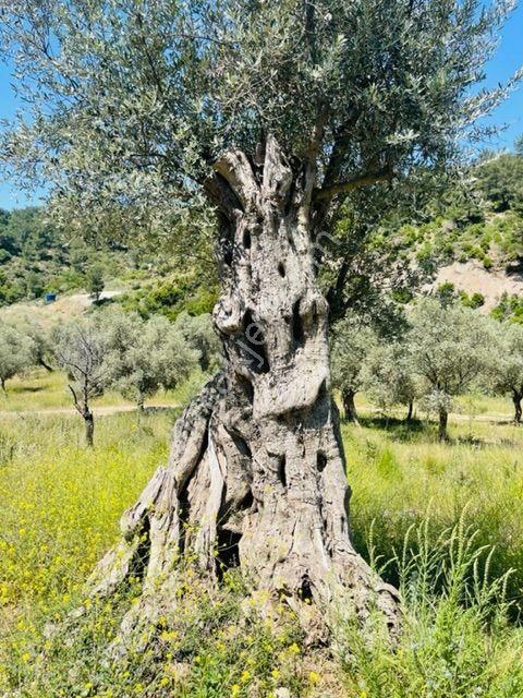 012-bakımlı Yağ Verimi Yüksek Zeytinlik - Görsel 25