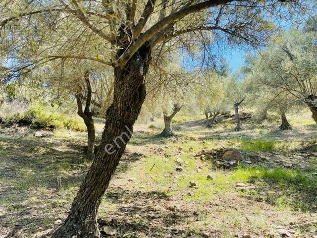 012-bakımlı Yağ Verimi Yüksek Zeytinlik - Görsel 35