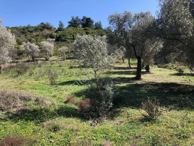 012-bakımlı Yağ Verimi Yüksek Zeytinlik - Görsel 8