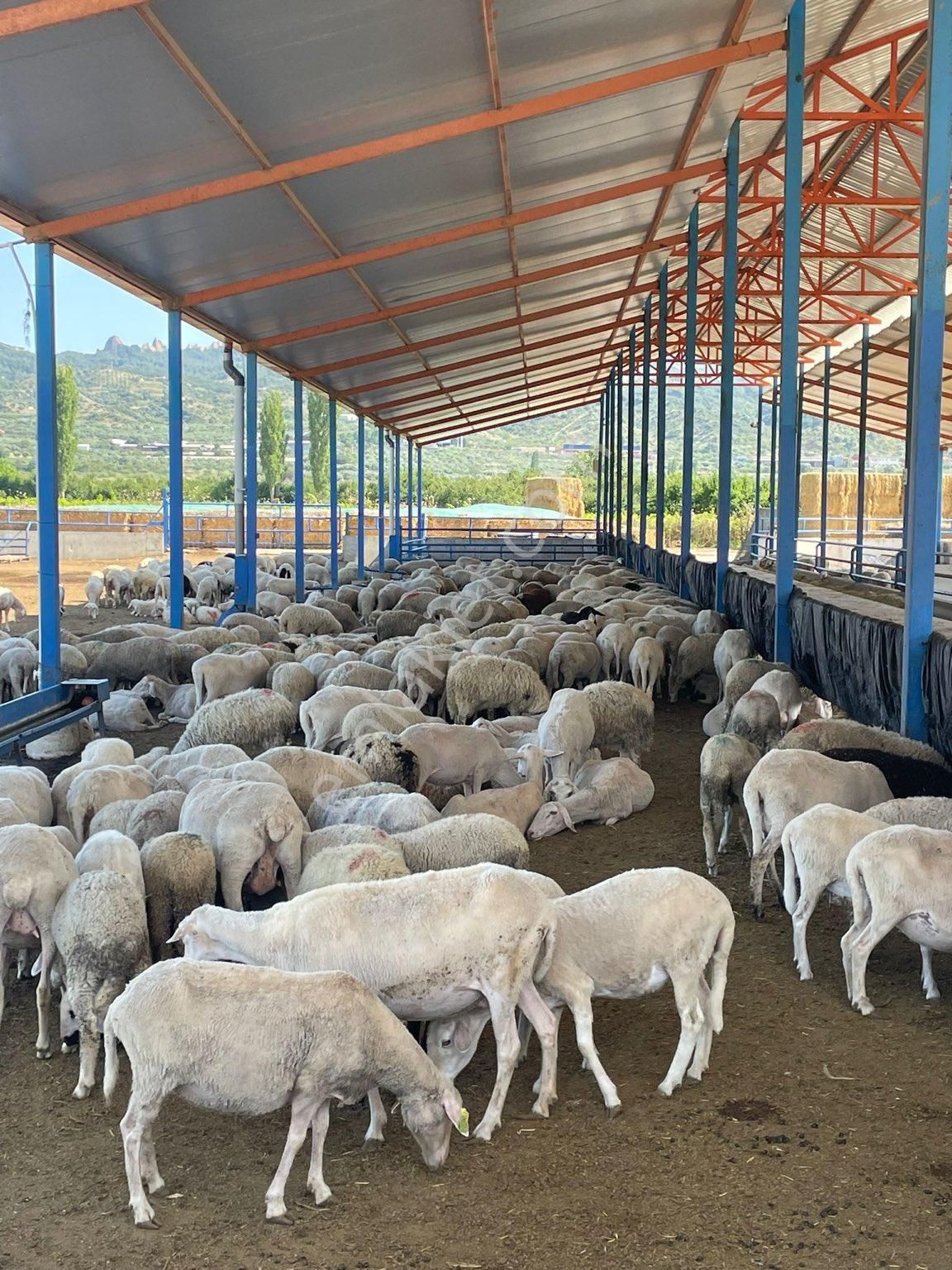 Manisa turgutluda acil satılık çiflik