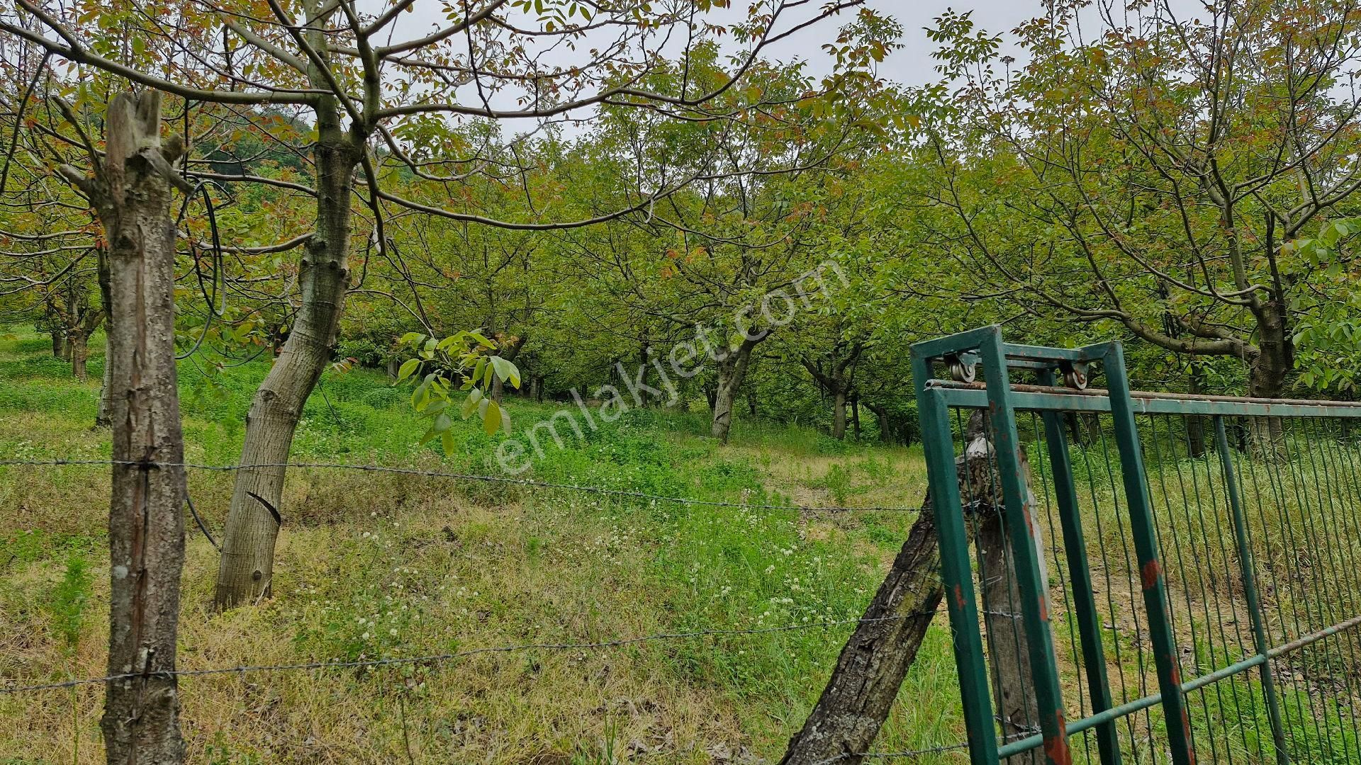 Altınova Sermayecik Köyü Satılık Bağ & Bahçe satılık profesyonel Ekim ceviz bahcesi 