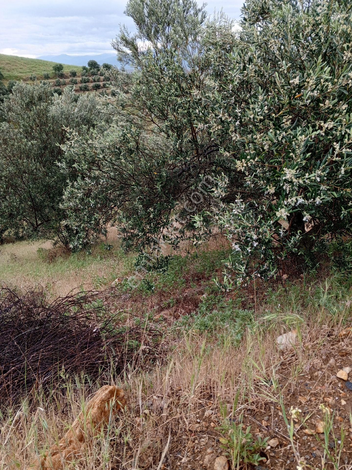 Salihli Yeşilova Satılık Bağ & Bahçe Manisa Salihli Satılık Zeytin Ve Bağ