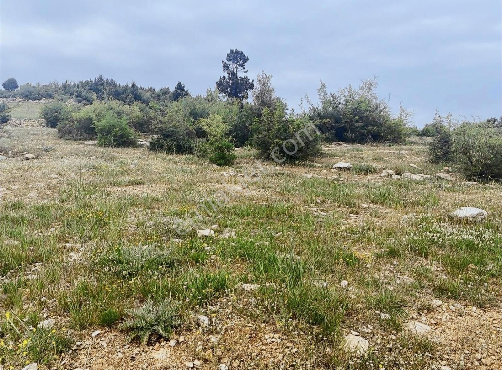 Çamlı Yayla Sarıkavak Civarında Satılık Arsa Tek Tapu - Görsel 3