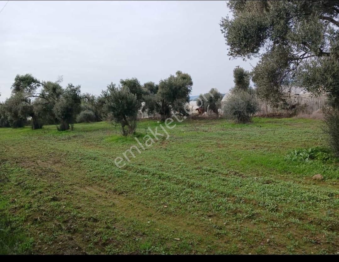 Bayındır Elifli Satılık Bağ & Bahçe İzmir Torbalı Gold Emlaktan Bayındırda Satılık Zeytinli Tarla