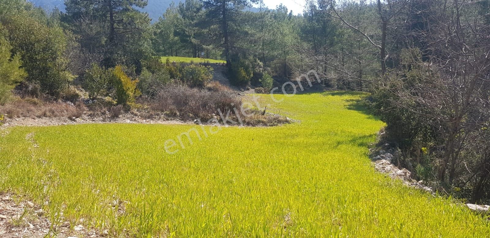 Seydikemer Yakaköy Satılık Tarla Seydikemerin Doğa Harikası Köyü Yakaköyde 1801m2 Satılık Arsa