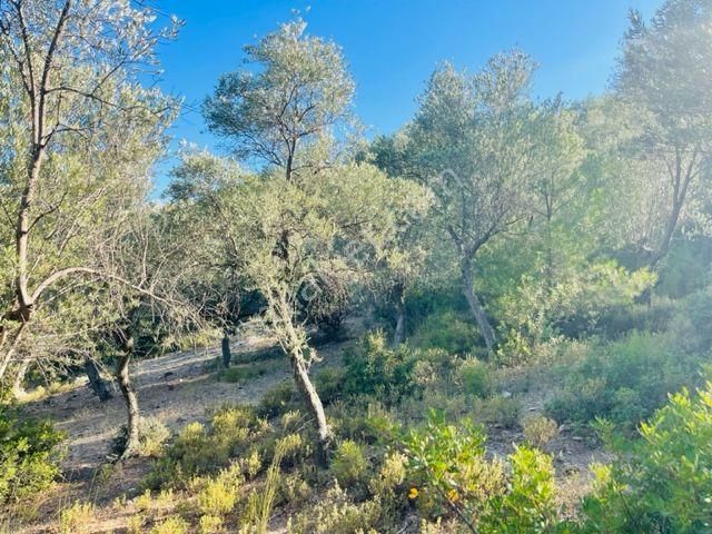 023- Organik Zeytinyağı Üretimi İçin Uygun Zeytinlik - Görsel 12