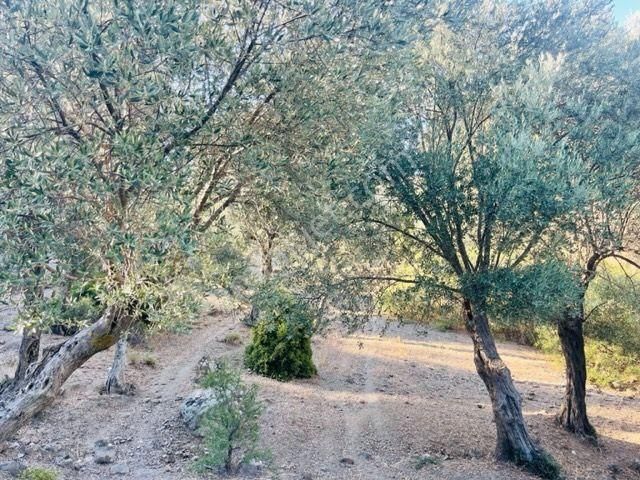 023- Organik Zeytinyağı Üretimi İçin Uygun Zeytinlik - Görsel 27