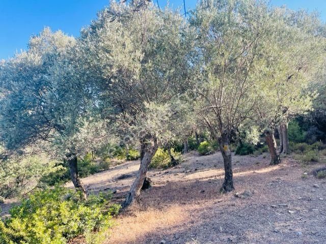 023- Organik Zeytinyağı Üretimi İçin Uygun Zeytinlik - Görsel 11