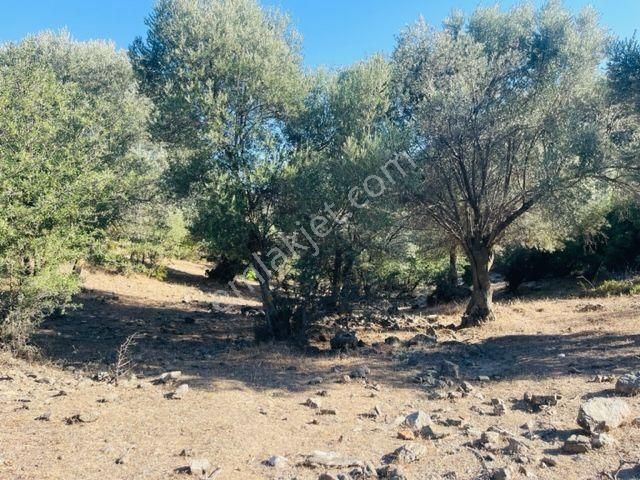 023- Organik Zeytinyağı Üretimi İçin Uygun Zeytinlik - Görsel 35
