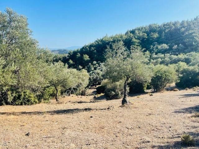 023- Organik Zeytinyağı Üretimi İçin Uygun Zeytinlik - Görsel 3