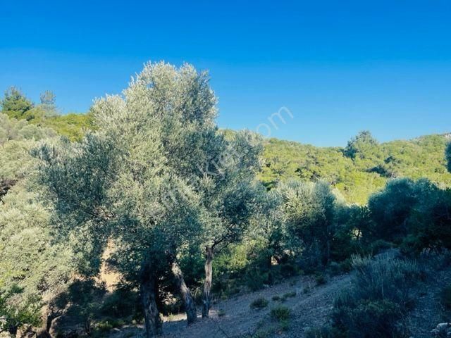 023- Organik Zeytinyağı Üretimi İçin Uygun Zeytinlik - Görsel 23