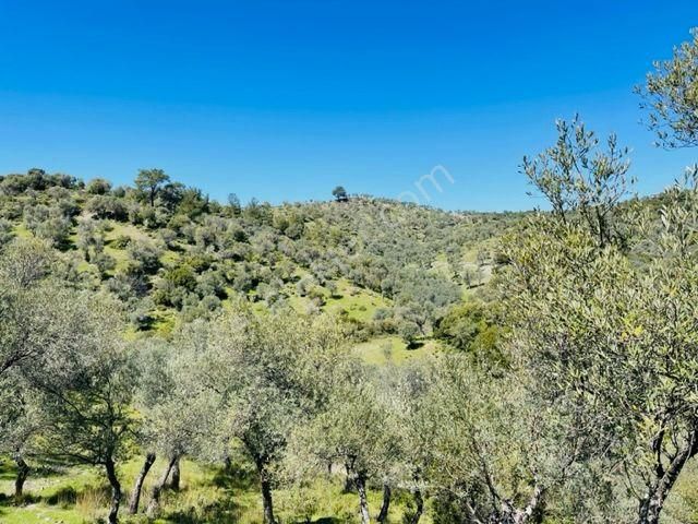 024-köy Merkezine Yakın Verimli Zeytinlik - Görsel 11