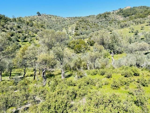 024-köy Merkezine Yakın Verimli Zeytinlik - Görsel 4