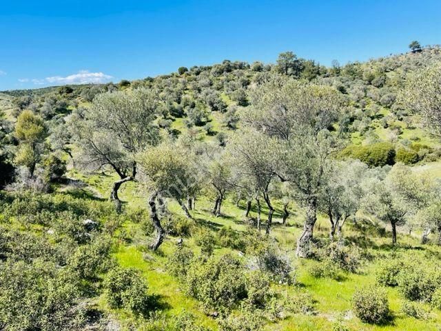 024-köy Merkezine Yakın Verimli Zeytinlik - Görsel 27