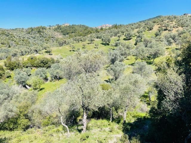024-köy Merkezine Yakın Verimli Zeytinlik - Görsel 6