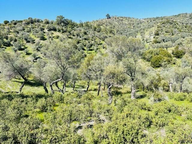 024-köy Merkezine Yakın Verimli Zeytinlik - Görsel 3