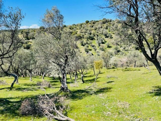 024-köy Merkezine Yakın Verimli Zeytinlik - Görsel 18