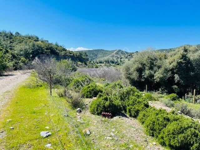 024-köy Merkezine Yakın Verimli Zeytinlik - Görsel 30