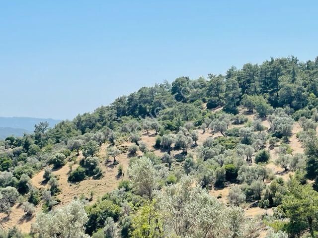 025-ulaşımı Kolay Zeytinlik - Görsel 4