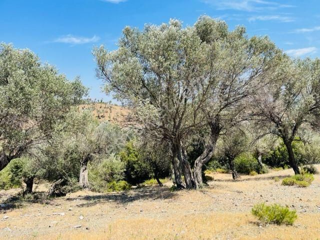 025-ulaşımı Kolay Zeytinlik - Görsel 14