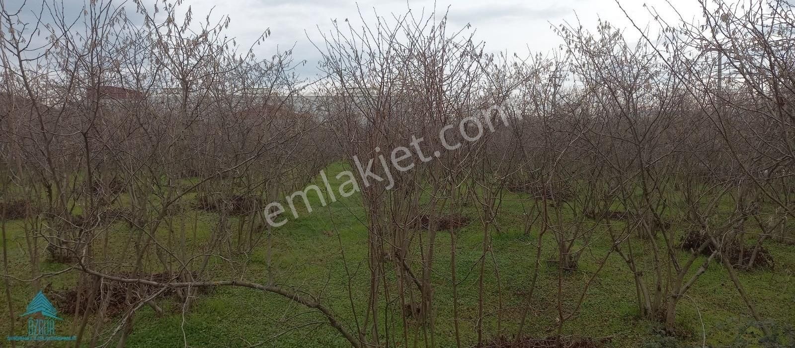 Hendek Akova Satılık Sanayi İmarlı SAKARYA HENDEK E5 KARAYOLUNA YAKIN SANAYİ İMARLI SATILIK ARSA