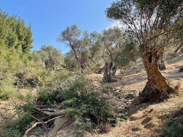 026-yağ Verimi Yüksek Organik Tarım Yapılabilir Zeytinlik - Görsel 11