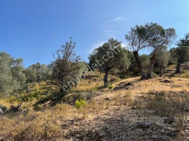 026-yağ Verimi Yüksek Organik Tarım Yapılabilir Zeytinlik - Görsel 7