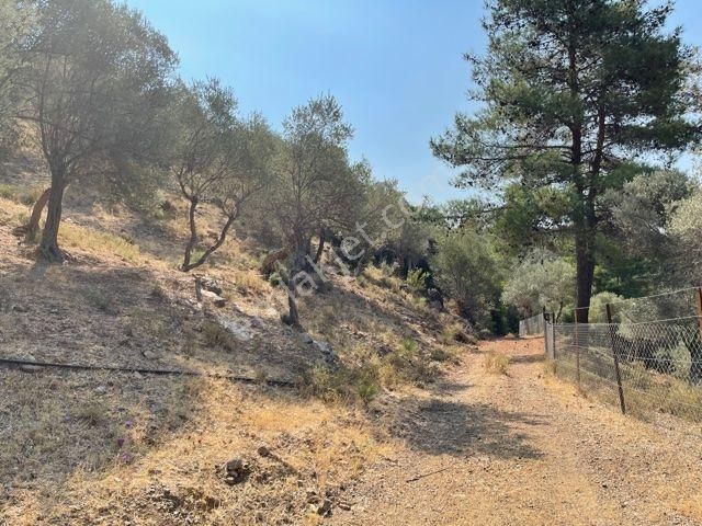 026-yağ Verimi Yüksek Organik Tarım Yapılabilir Zeytinlik - Görsel 5