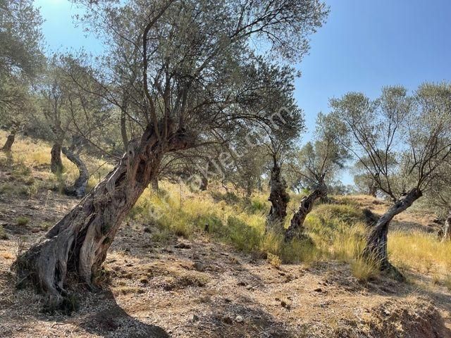 026-yağ Verimi Yüksek Organik Tarım Yapılabilir Zeytinlik - Görsel 2