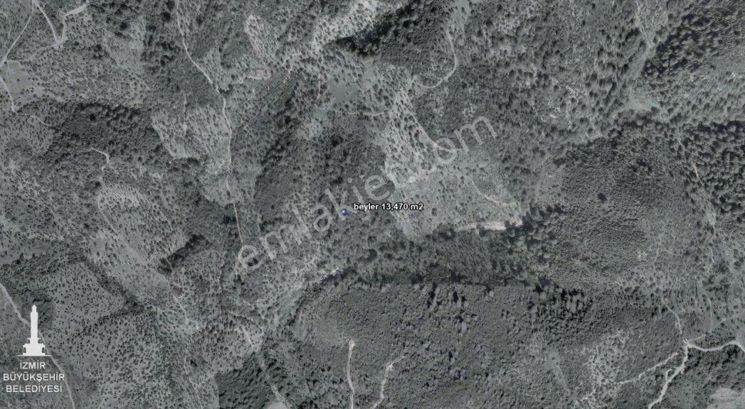 028- Organik Tarım İçin Uygun Orman Kenarında Zeytinlik - Görsel 3