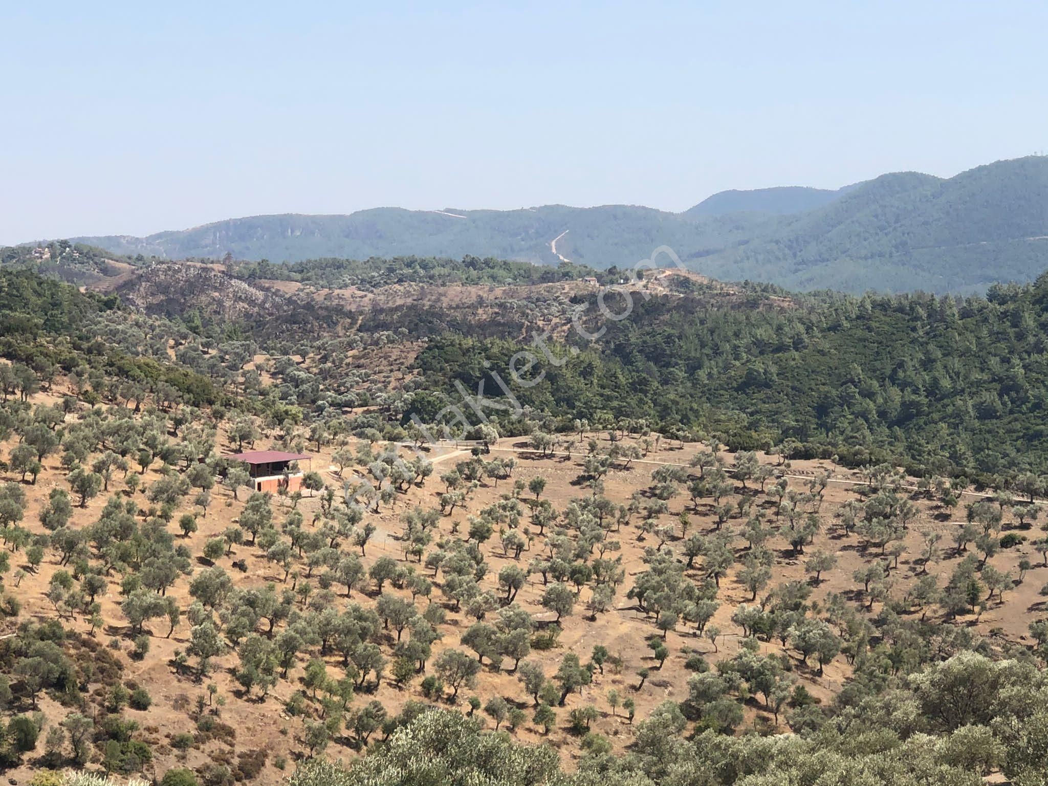 036-deniz Ve Baraj Manzaralı Etrafı Çevrili Zeytinlik - Görsel 6