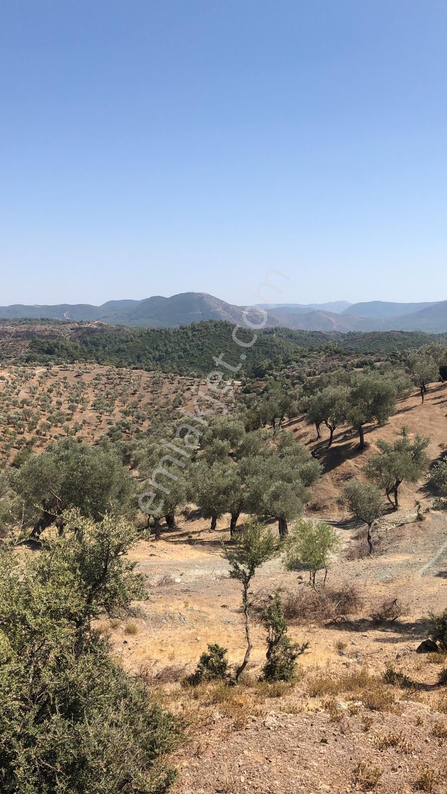 036-deniz Ve Baraj Manzaralı Etrafı Çevrili Zeytinlik - Görsel 5