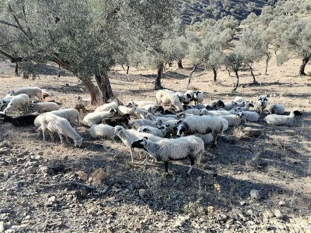 036-deniz Ve Baraj Manzaralı Etrafı Çevrili Zeytinlik - Görsel 4