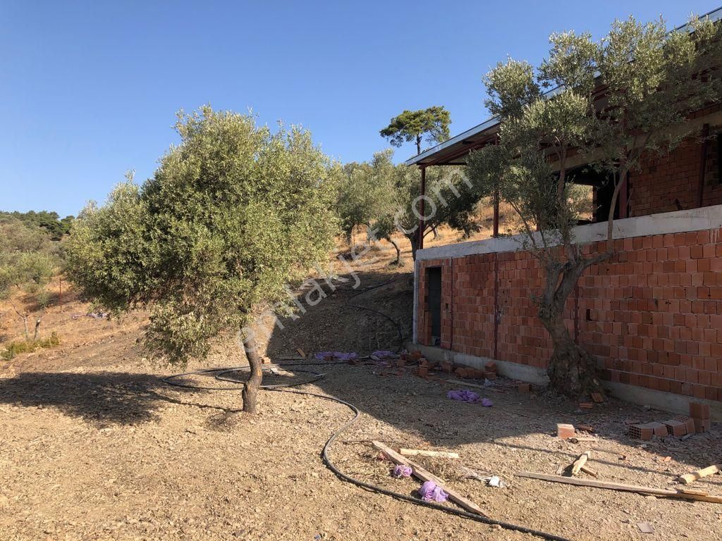 036-deniz Ve Baraj Manzaralı Etrafı Çevrili Zeytinlik - Görsel 2