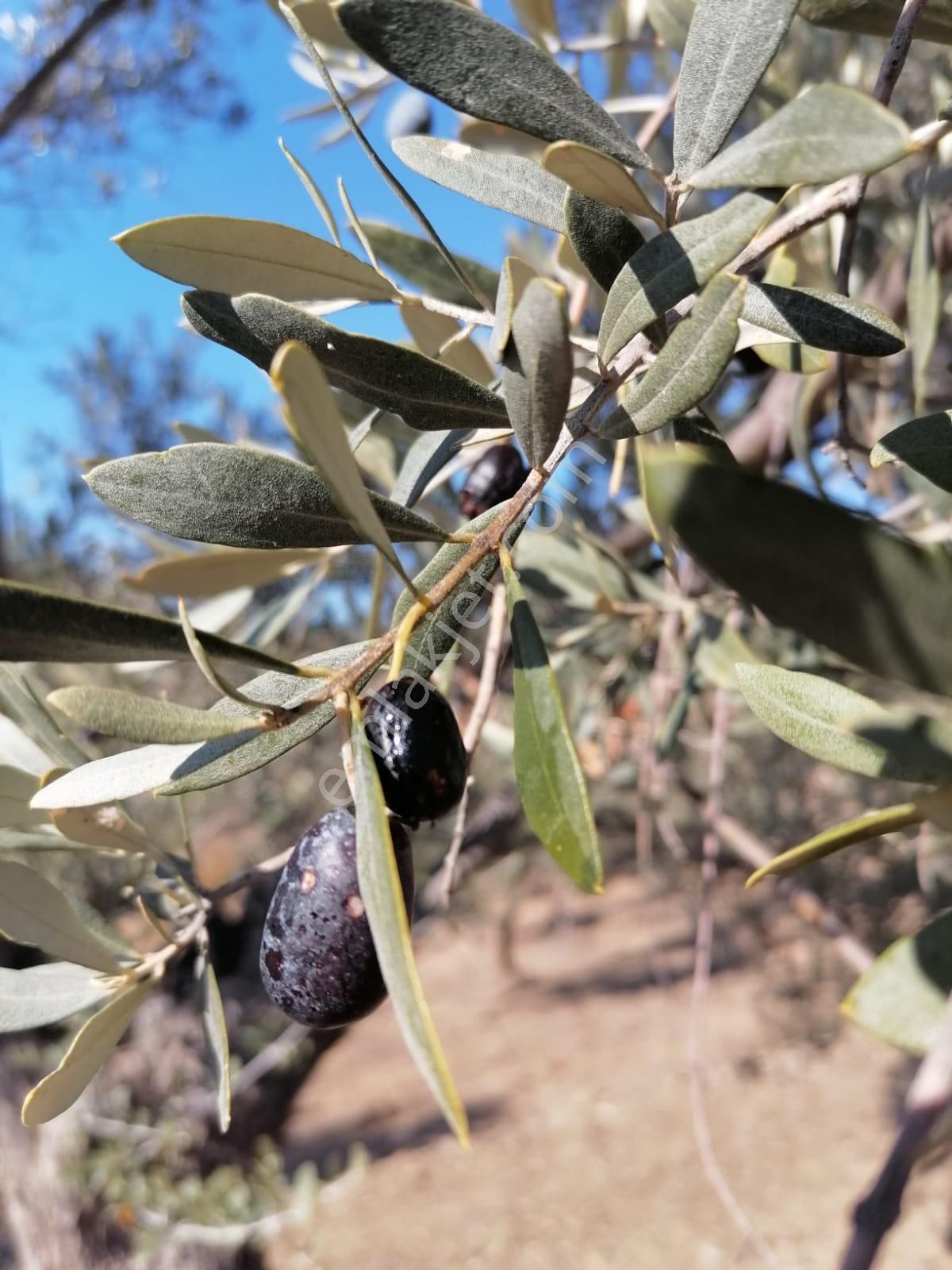 036-deniz Ve Baraj Manzaralı Etrafı Çevrili Zeytinlik - Görsel 12