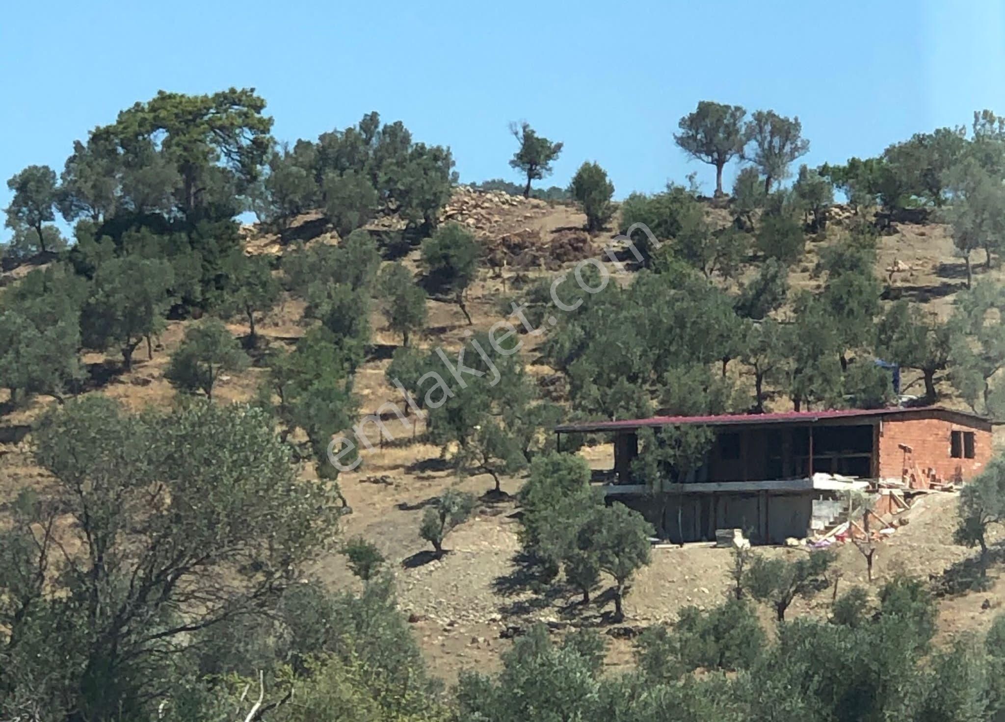 036-deniz Ve Baraj Manzaralı Etrafı Çevrili Zeytinlik - Görsel 11