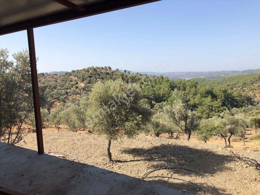 036-deniz Ve Baraj Manzaralı Etrafı Çevrili Zeytinlik - Görsel 13