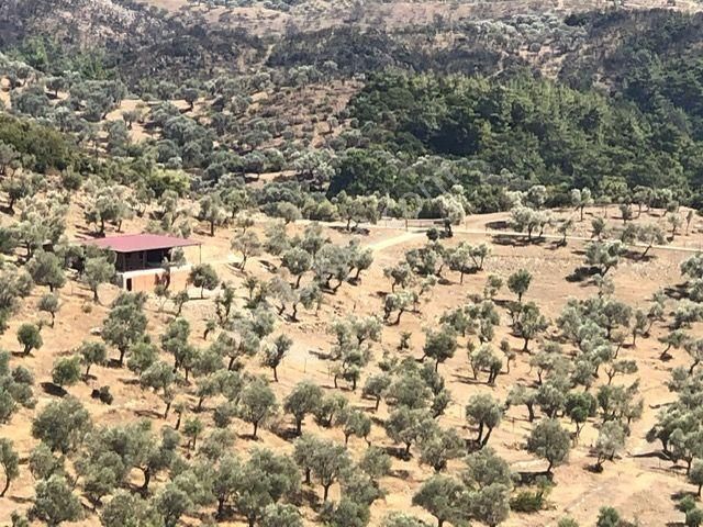 036-deniz Ve Baraj Manzaralı Etrafı Çevrili Zeytinlik - Görsel 3