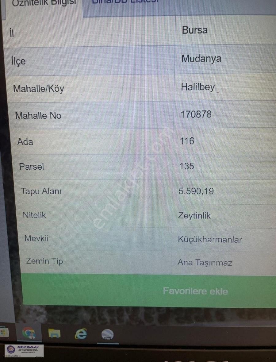 Mudanya Tirilye Satılık Zeytinlik BURSA MUDANYA HALİLBEYDE YATIRIMLIK ZEYTİNLİK