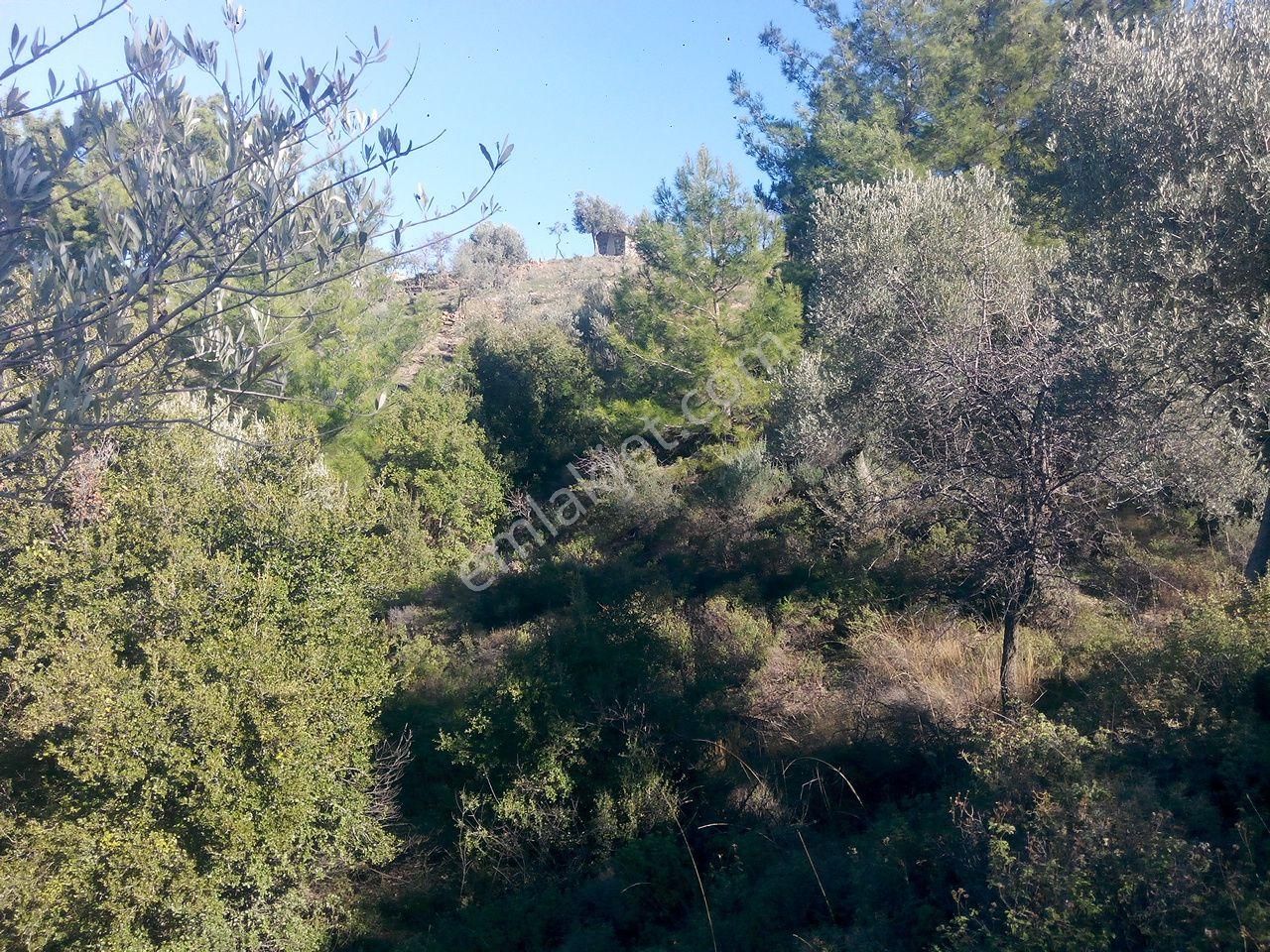 104-su Kaynağı Bulunan Köye Yakın Zeytinlik - Görsel 10