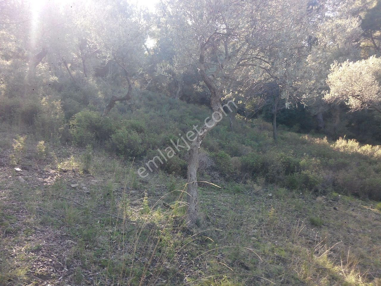 104-su Kaynağı Bulunan Köye Yakın Zeytinlik - Görsel 7
