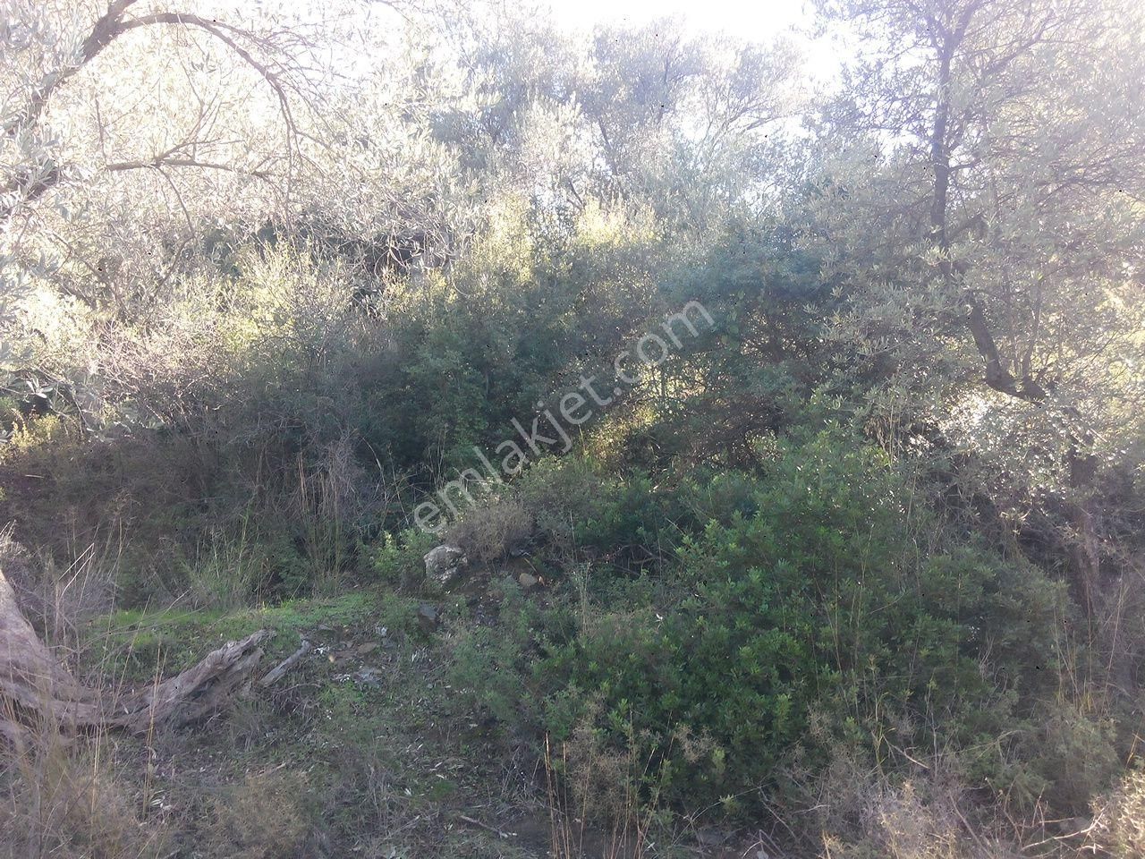 104-su Kaynağı Bulunan Köye Yakın Zeytinlik - Görsel 5