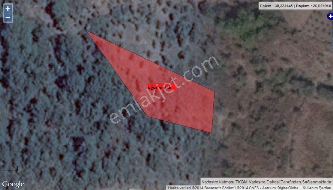 104-su Kaynağı Bulunan Köye Yakın Zeytinlik - Görsel 12