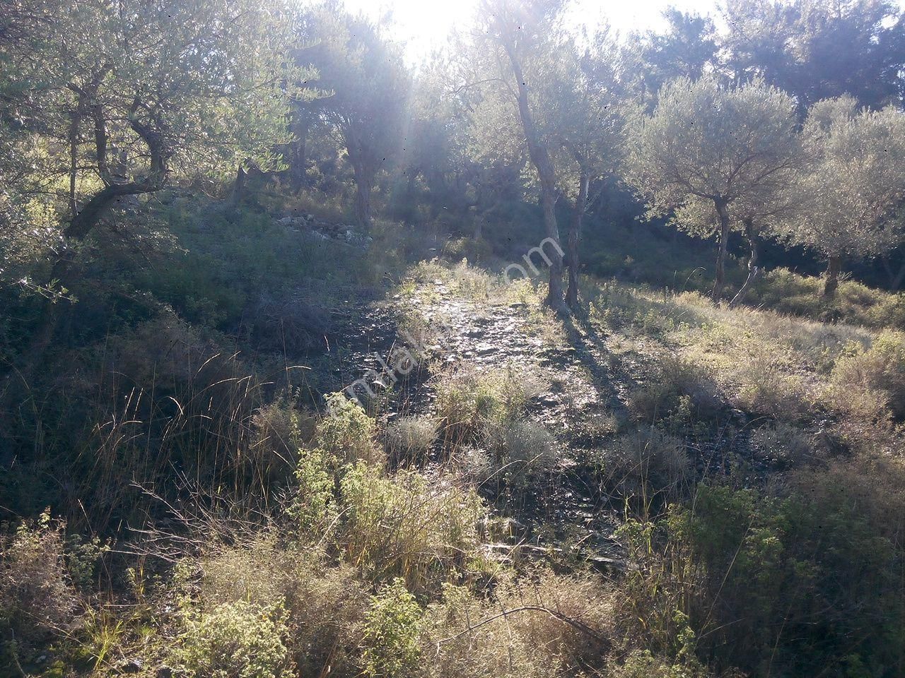 104-su Kaynağı Bulunan Köye Yakın Zeytinlik - Görsel 4