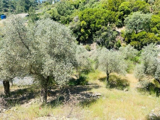 105-bakımlı Yağ Verimi Yüksek Organik Sertifikalı Zeytinlik - Görsel 21