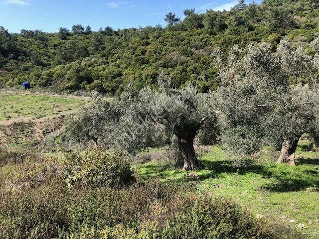 105-bakımlı Yağ Verimi Yüksek Organik Sertifikalı Zeytinlik - Görsel 5