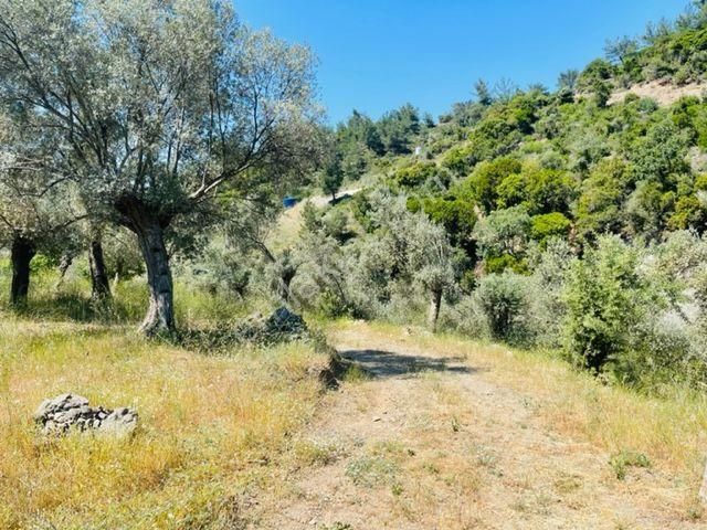 105-bakımlı Yağ Verimi Yüksek Organik Sertifikalı Zeytinlik - Görsel 16